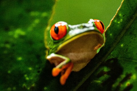 20 Types Of Amphibians: Photos And Fun Facts