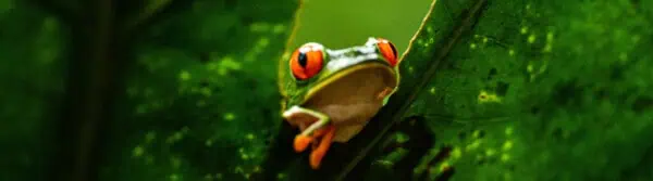 types of amphibians