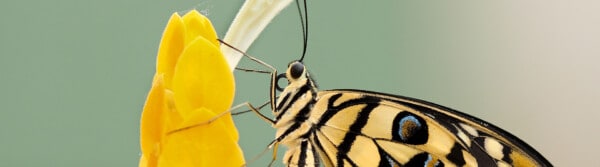 types of butterflies