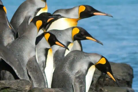 21 Types of Penguins: Facts and Photos
