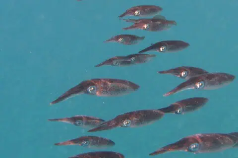 12 Types of Cuttlefish: Species, Facts and Photos