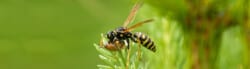 types of wasp