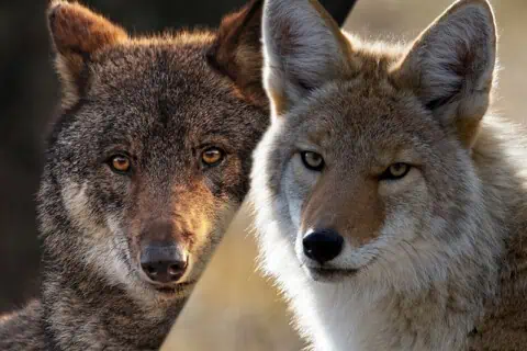 Wolf vs. Coyote: Similarities And Differences Explained