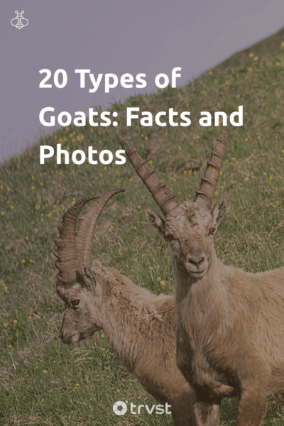 Pin Image Portrait 20 Types of Goats: Facts and Photos