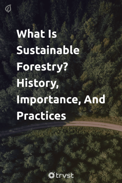 Pin Image Portrait What Is Sustainable Forestry? History, Importance, And Practices