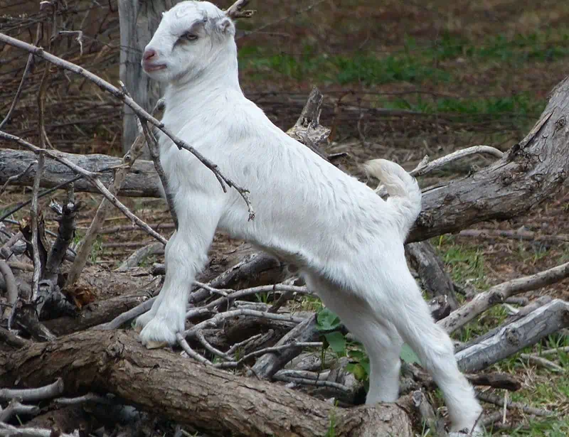 LaMancha goat