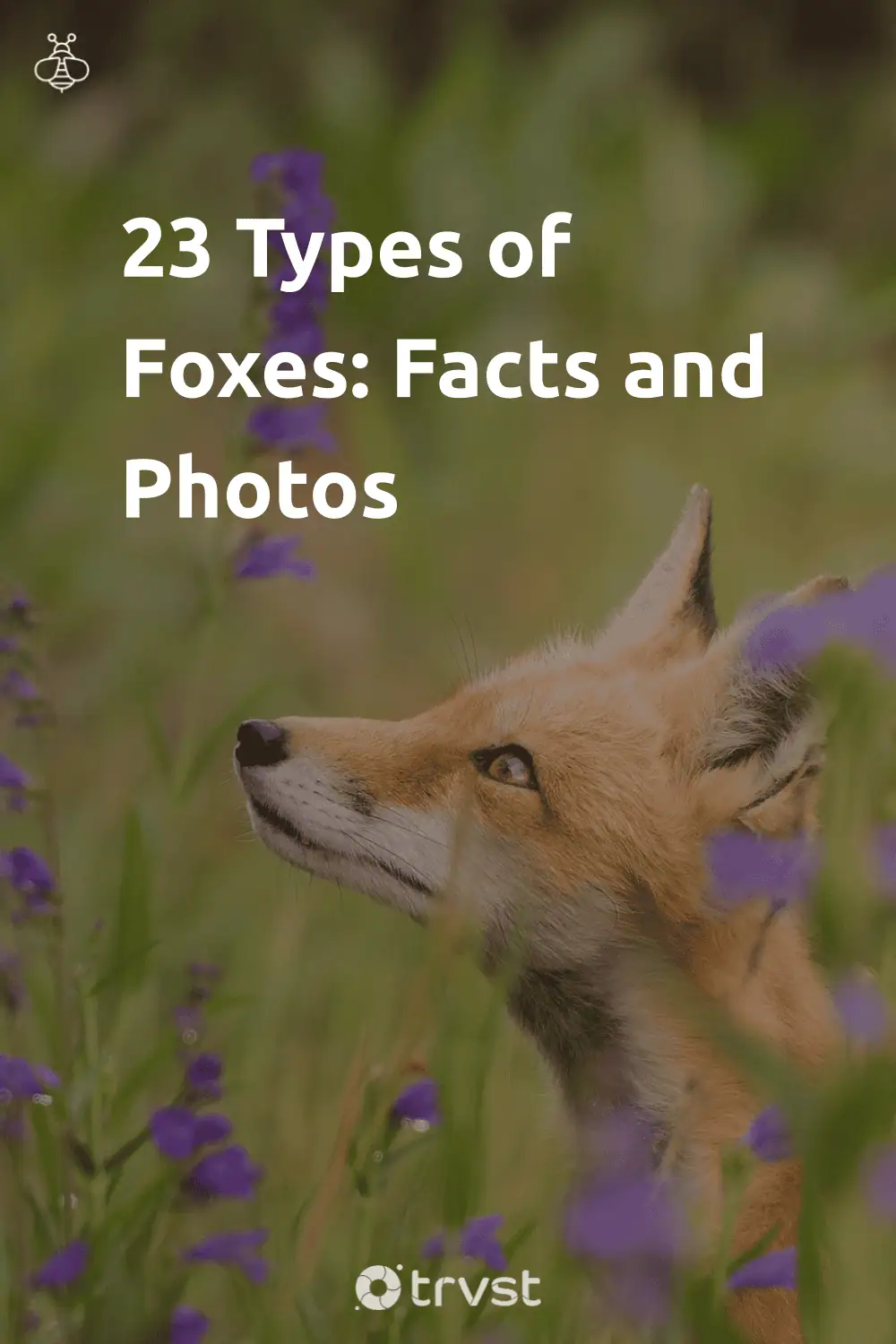 Pinterest Image for 23 Types of Foxes: Facts and Photos