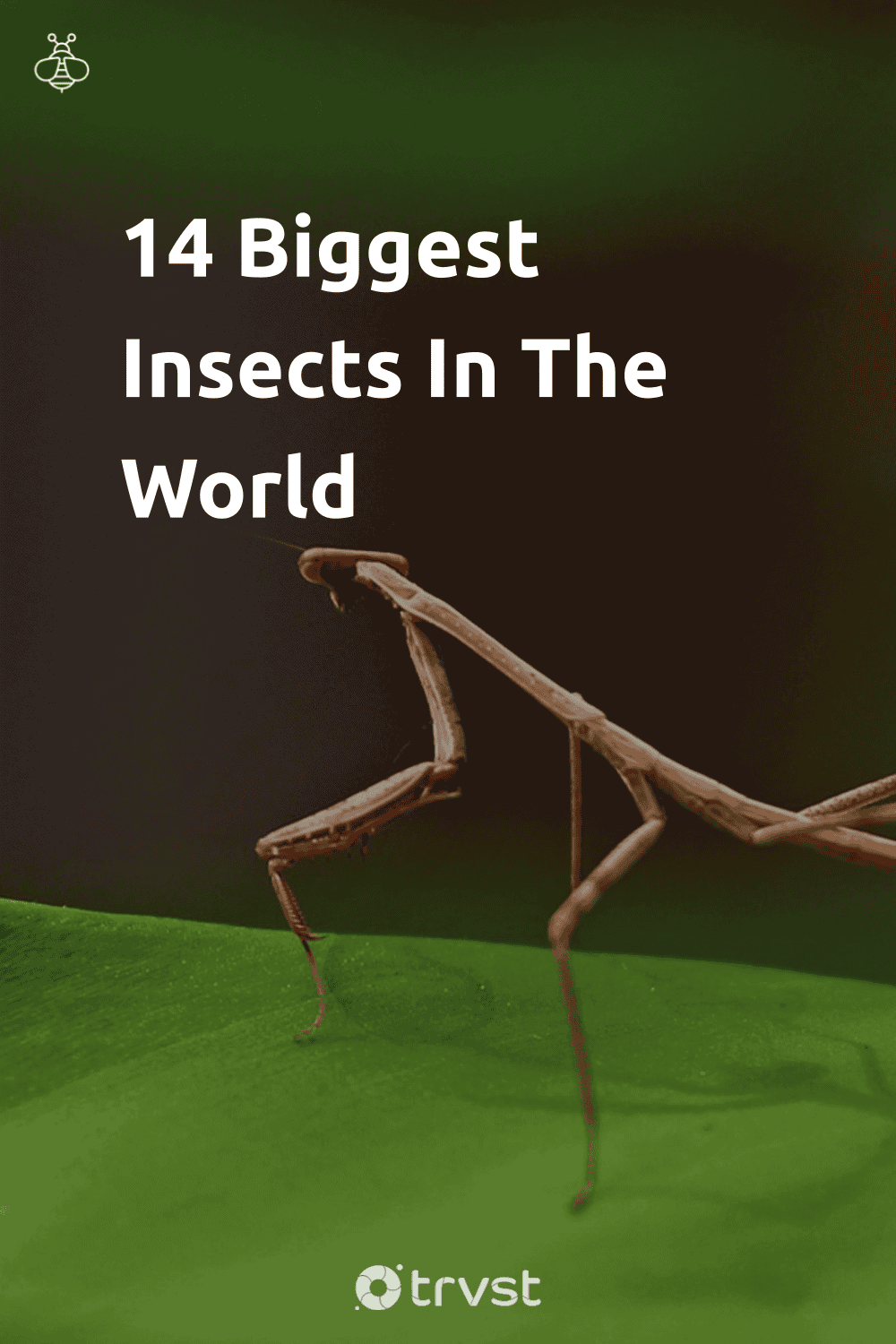 Pinterest Image for 14 Biggest Insects In The World