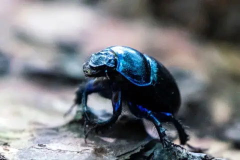 17 Types of Beetles: Facts and Photos