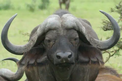 11 Types of Buffalo: Facts and Photos