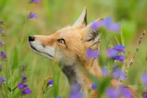 23 Types of Foxes: Facts and Photos
