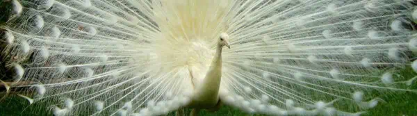 types of peacock