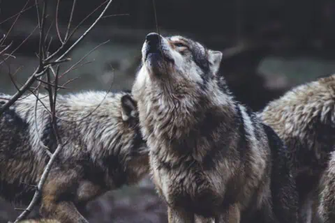 20 Types of Wolves: Wolf Species, Facts and Photos