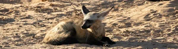 weird animals
