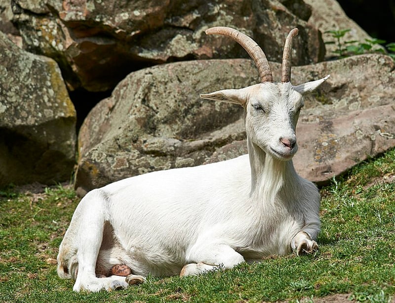 wild goat