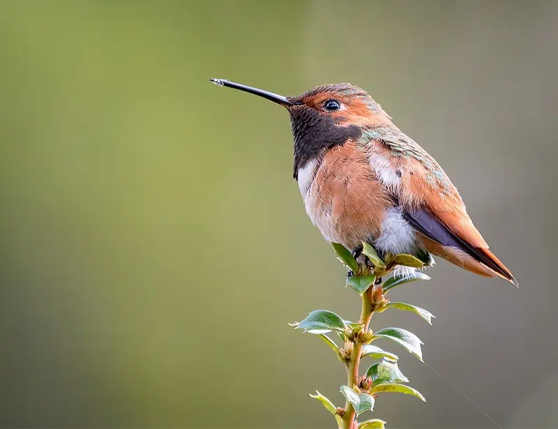 Allen's Hummingbird