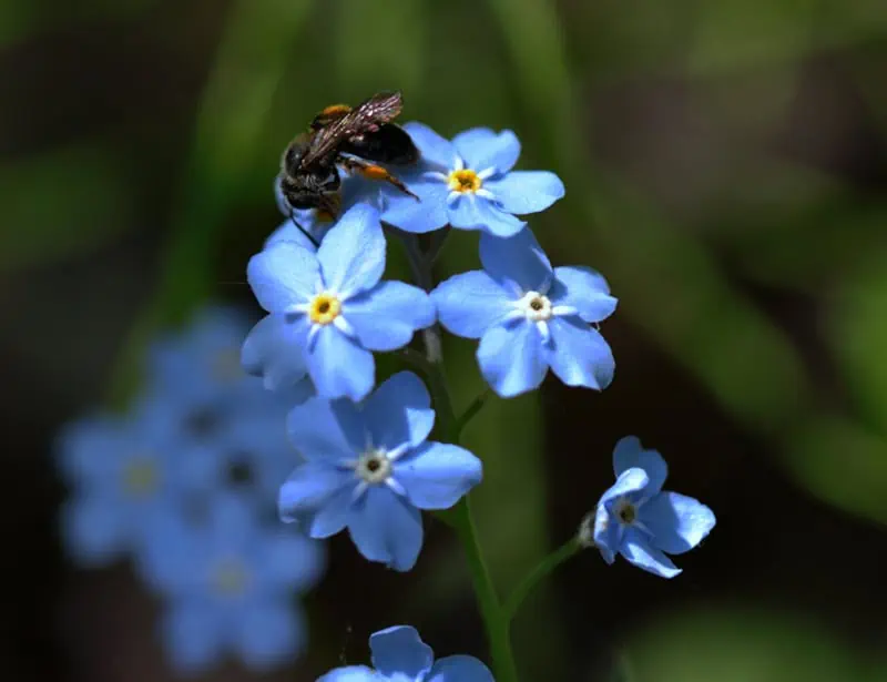 Alpine Forget-Me-Not