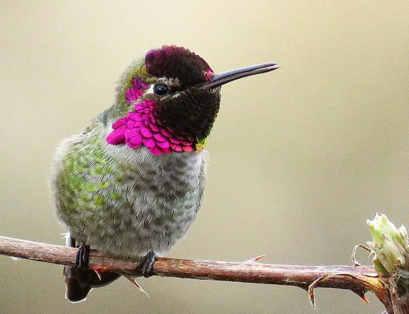 Anna's Hummingbird