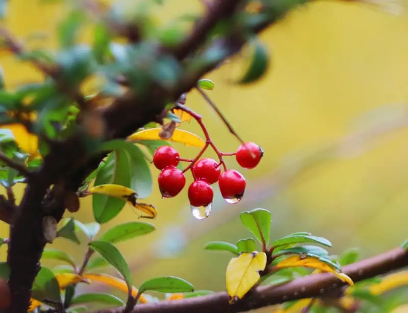 bearberry