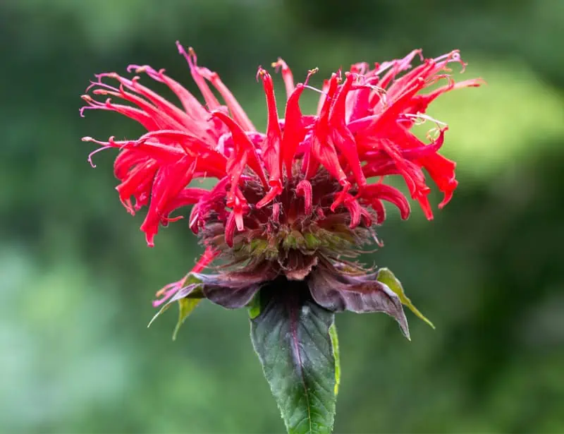 Bee Balm