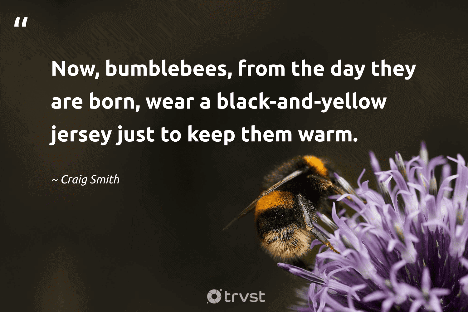 "Now, bumblebees, from the day they are born, wear a black-and-yellow jersey just to keep them warm." -Craig Smith #trvst #quotes #impact #socialchange #bee 