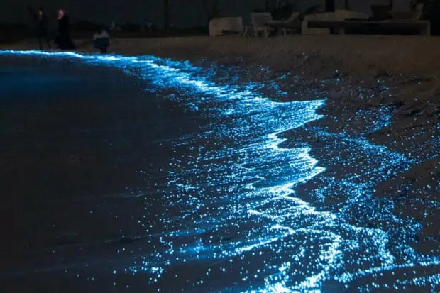 15 Brilliant Bioluminescent Beaches And Bays Worldwide