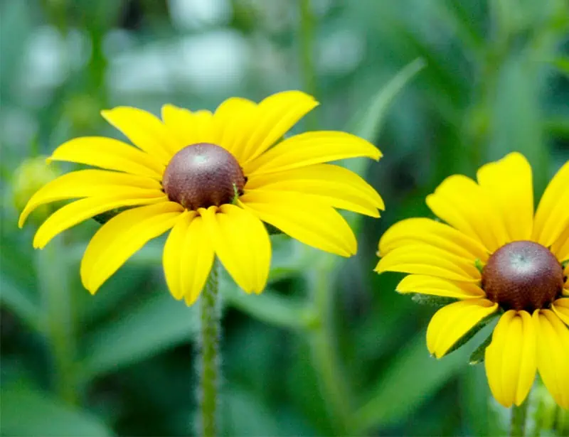 Black-Eyed Susan