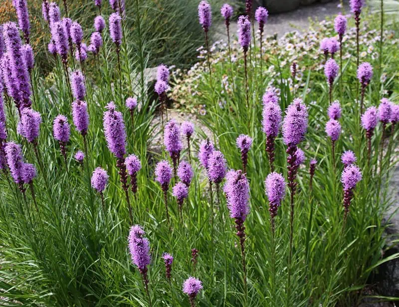 Blazing Star