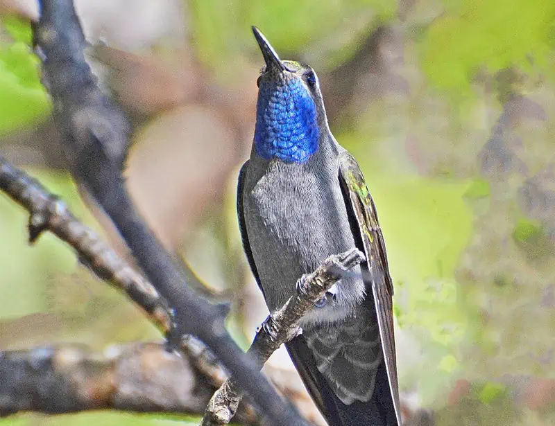 Blue-throated Mountain-gem