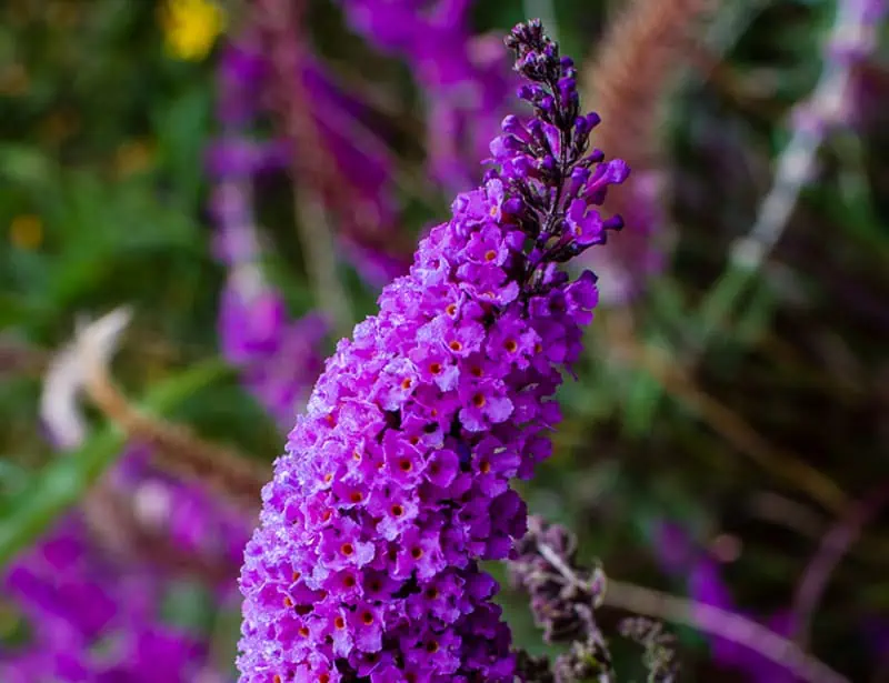 Butterfly Bush