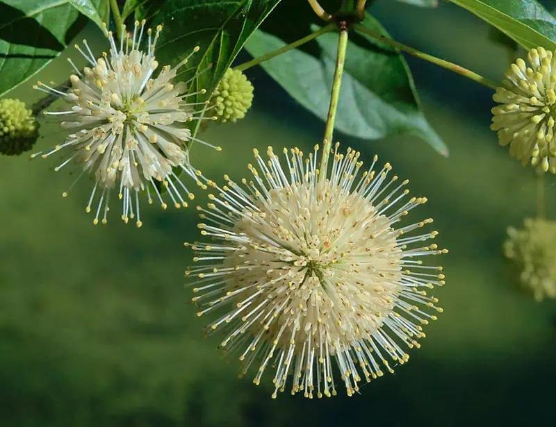 Buttonbush