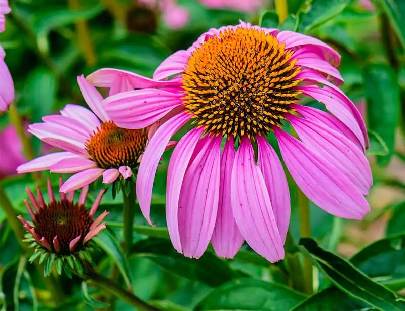 Coneflower