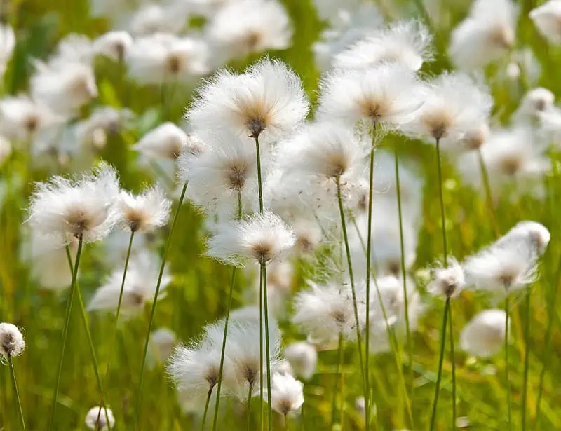 Cottongrass
