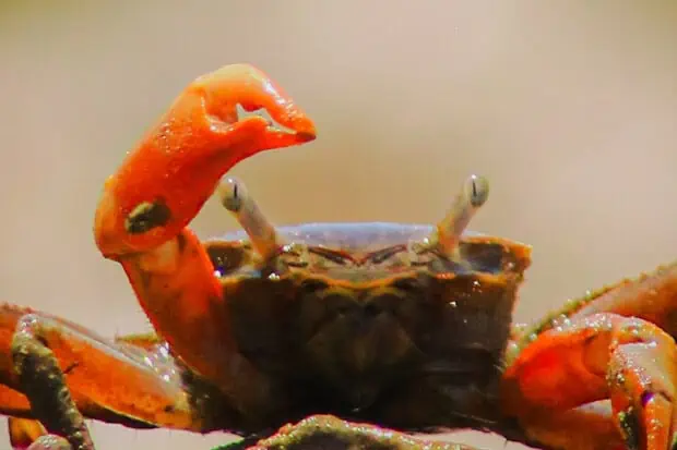 25 Crab Quotes Full Of Crustacean Wisdom
