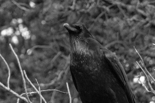 40 Crow Quotes About The Misunderstood Corvids