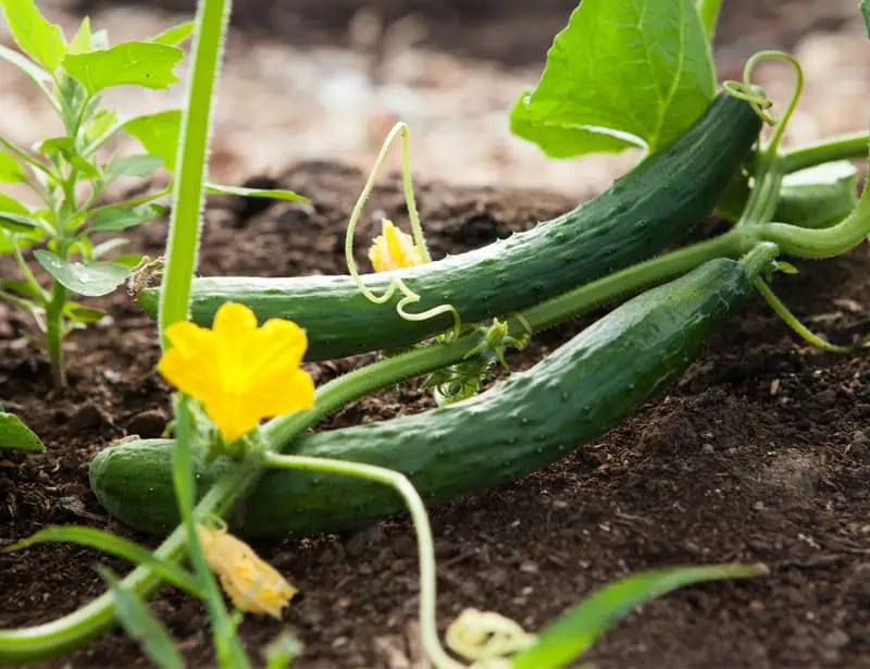 cucumber