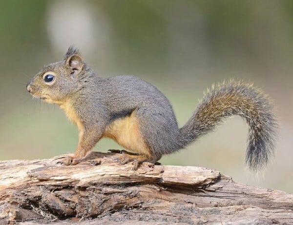 18 Types of Squirrels: Subfamilies, Species, Facts and Photos