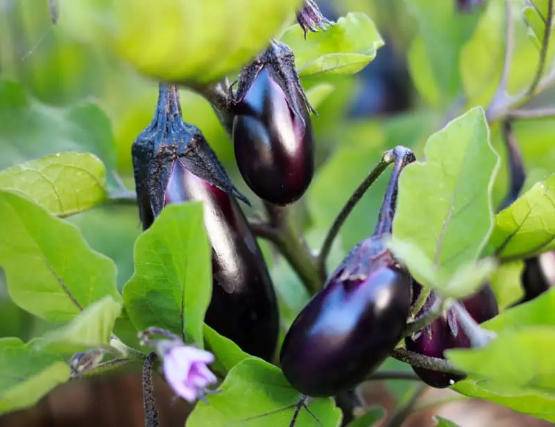 eggplant