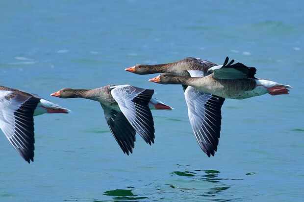 23 Goose Quotes About The Gaggling Waterfowls