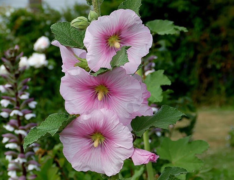 Hollyhock