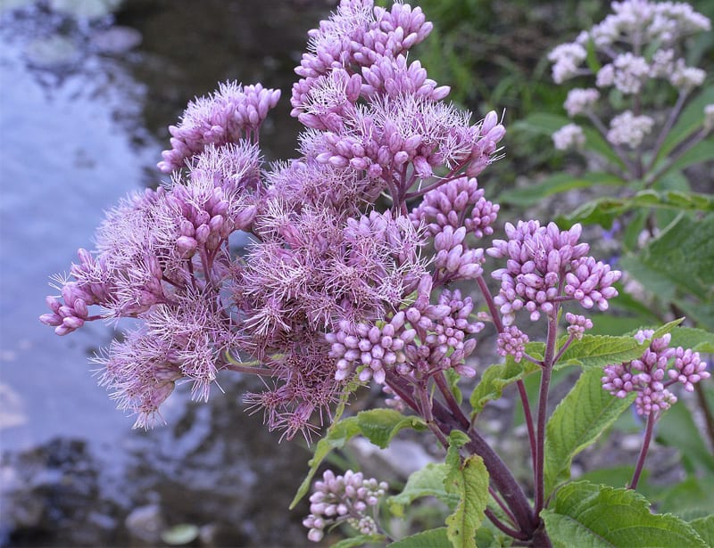 Joe Pye Weed