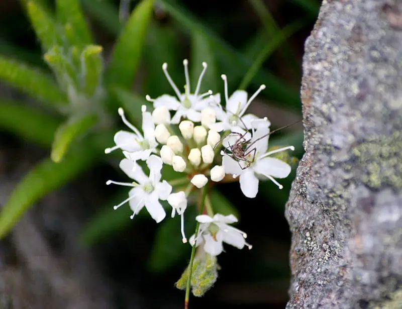 Labrador Tea