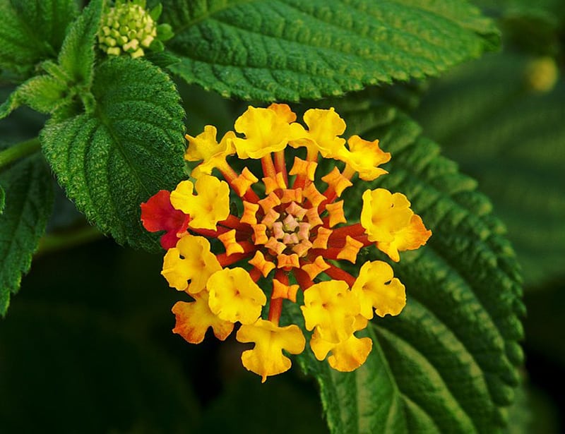 Lantana