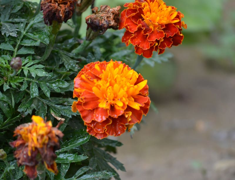 Marigold