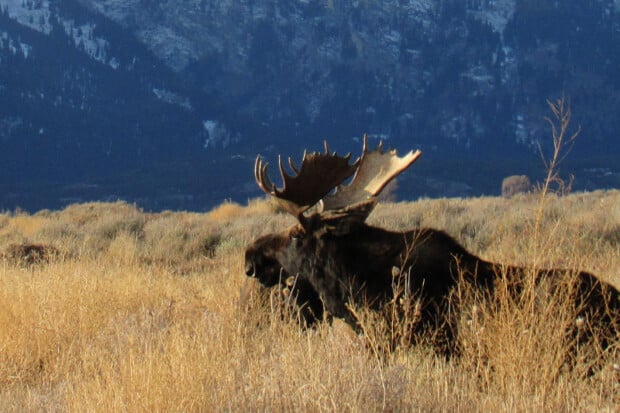 25 Moose Quotes About The Graceful Giant Of The North