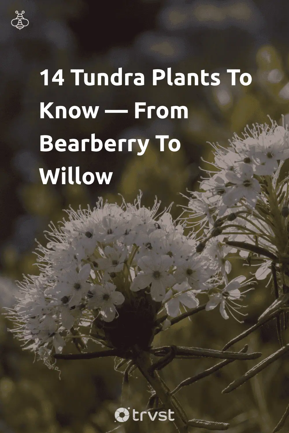 Pinterest Image for 14 Tundra Plants To Know — From Bearberry To Willow