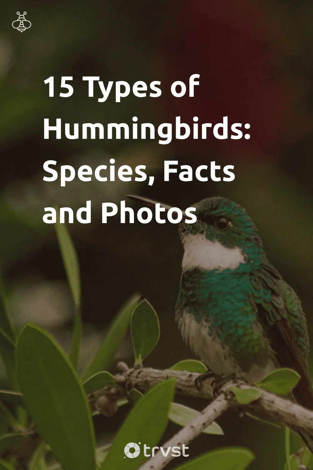 Pinterest Image for 15 Types of Hummingbirds: Species, Facts and Photos