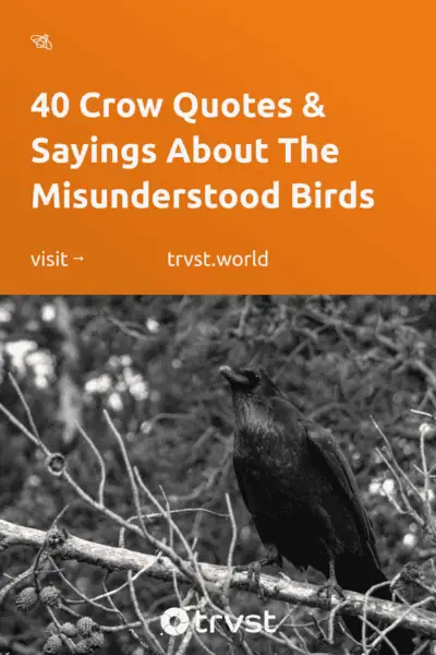 Pinterest Image for 40 Crow Quotes & Sayings About The Misunderstood Birds