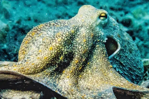 The Plural Of Octopus — Is It Octopi Or Octopuses?