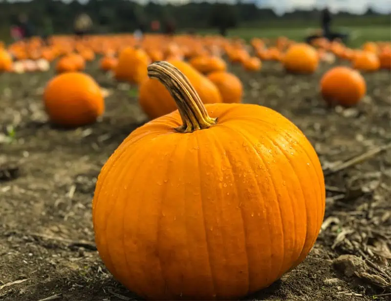 pumpkin